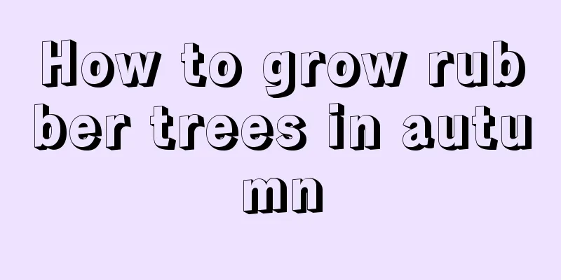 How to grow rubber trees in autumn