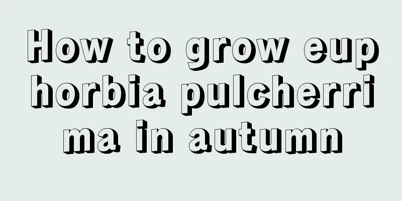 How to grow euphorbia pulcherrima in autumn