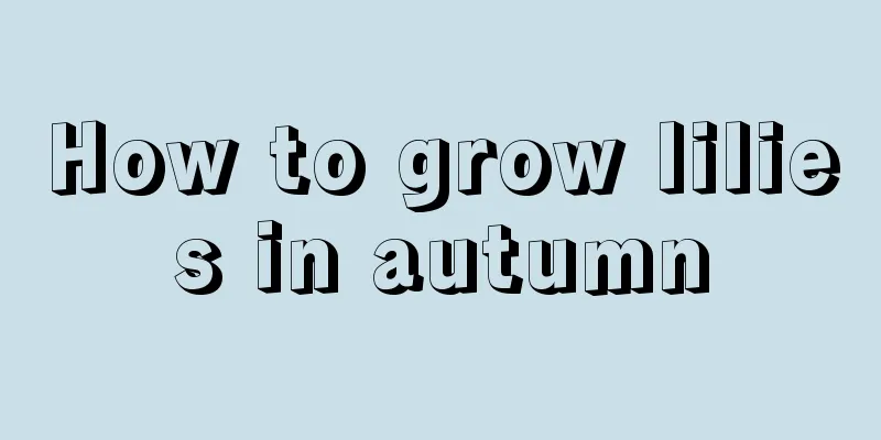 How to grow lilies in autumn