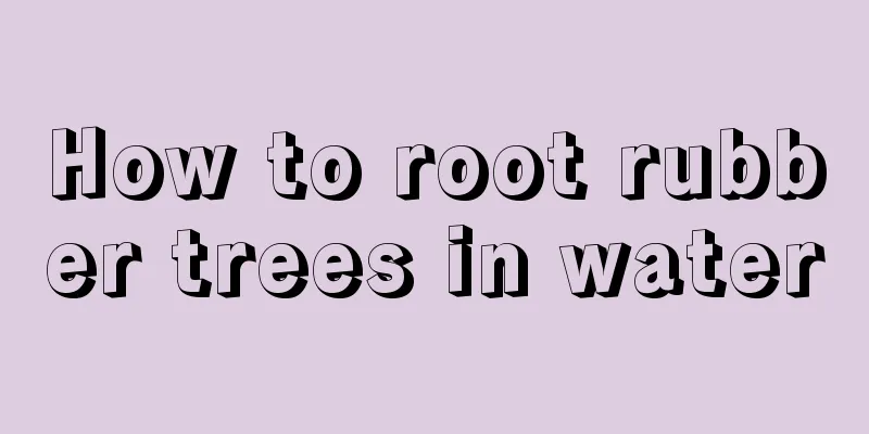 How to root rubber trees in water