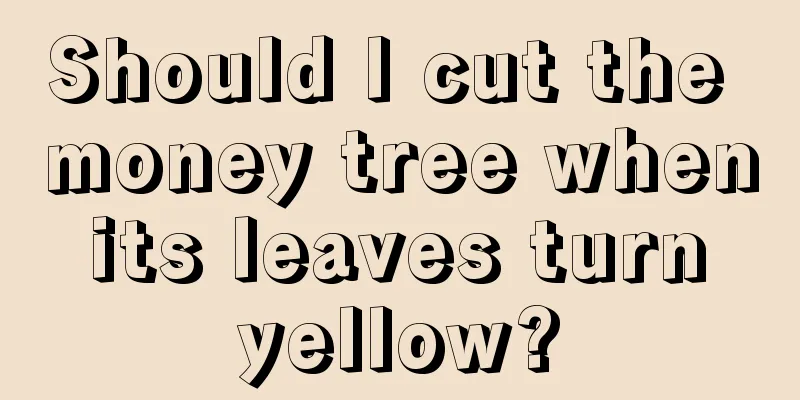 Should I cut the money tree when its leaves turn yellow?