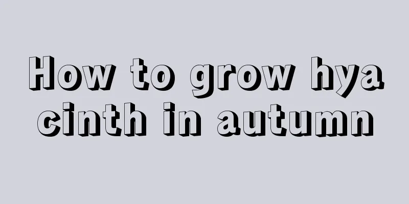 How to grow hyacinth in autumn