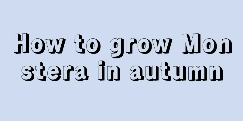 How to grow Monstera in autumn