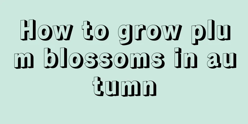 How to grow plum blossoms in autumn