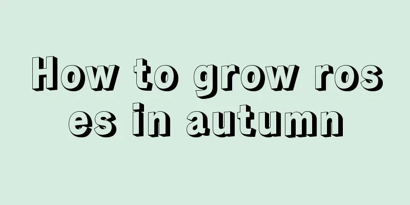 How to grow roses in autumn