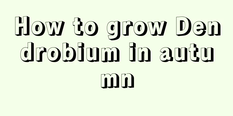 How to grow Dendrobium in autumn