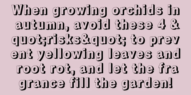 When growing orchids in autumn, avoid these 4 "risks" to prevent yellowing leaves and root rot, and let the fragrance fill the garden!