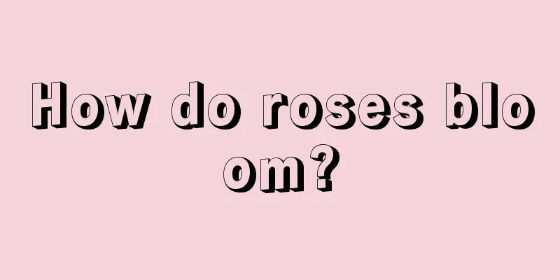 How do roses bloom?