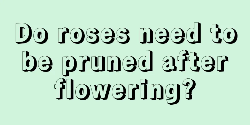 Do roses need to be pruned after flowering?