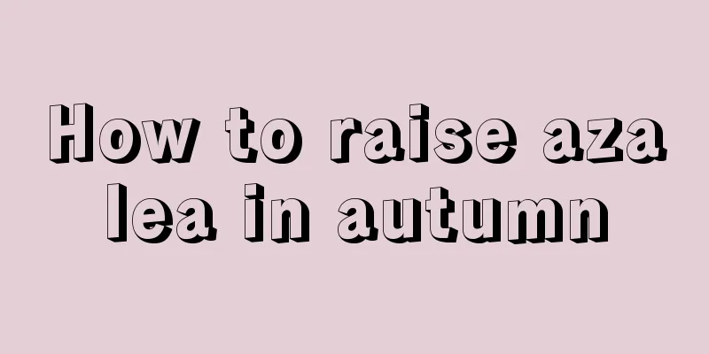 How to raise azalea in autumn