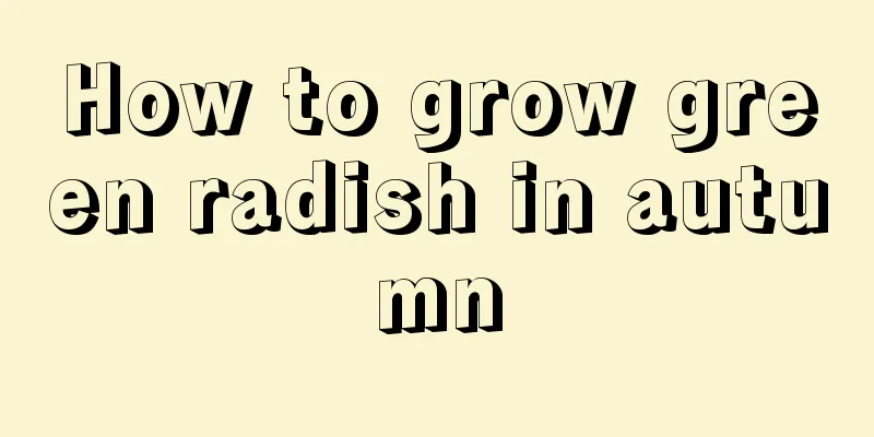 How to grow green radish in autumn