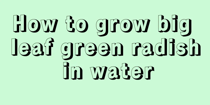 How to grow big leaf green radish in water