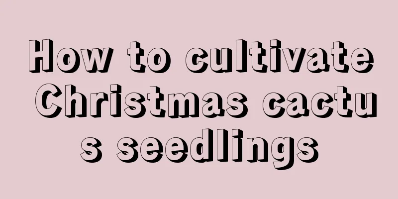 How to cultivate Christmas cactus seedlings