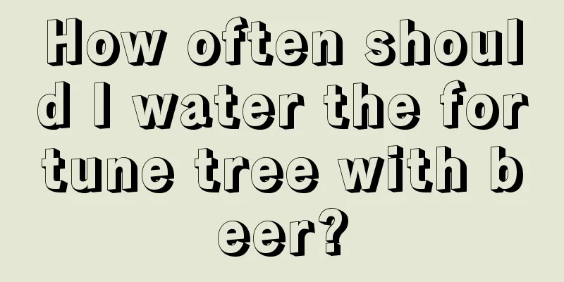 How often should I water the fortune tree with beer?