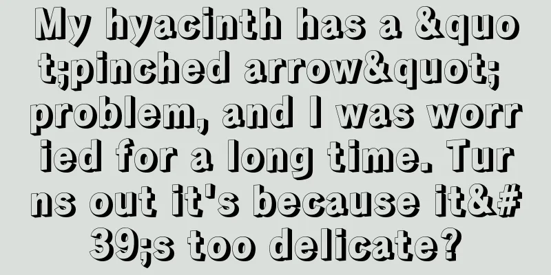 My hyacinth has a "pinched arrow" problem, and I was worried for a long time. Turns out it's because it's too delicate?