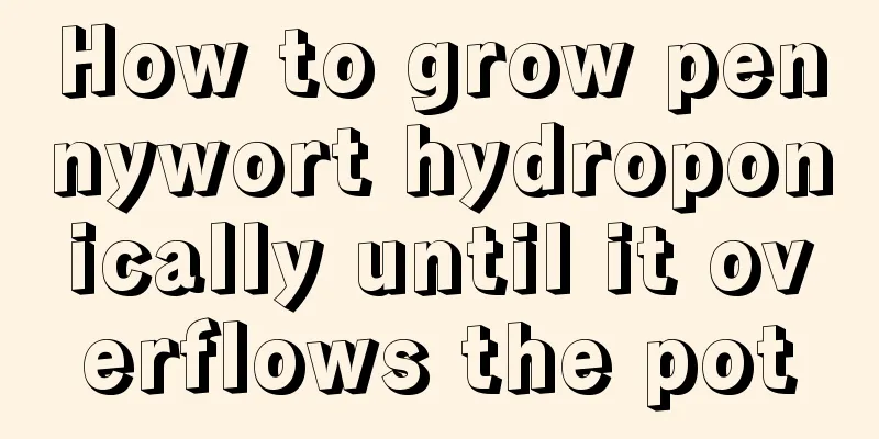 How to grow pennywort hydroponically until it overflows the pot