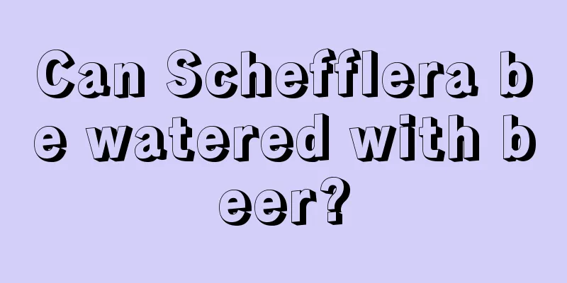 Can Schefflera be watered with beer?