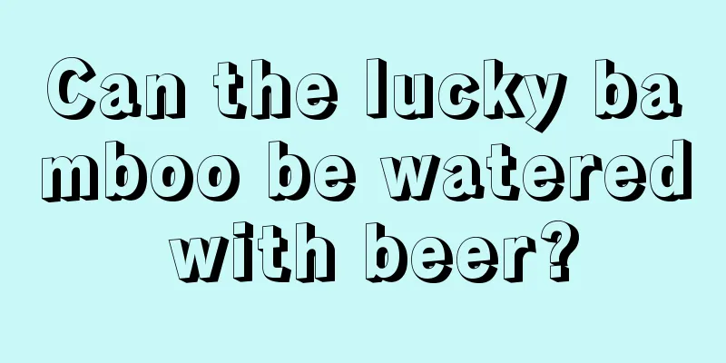 Can the lucky bamboo be watered with beer?