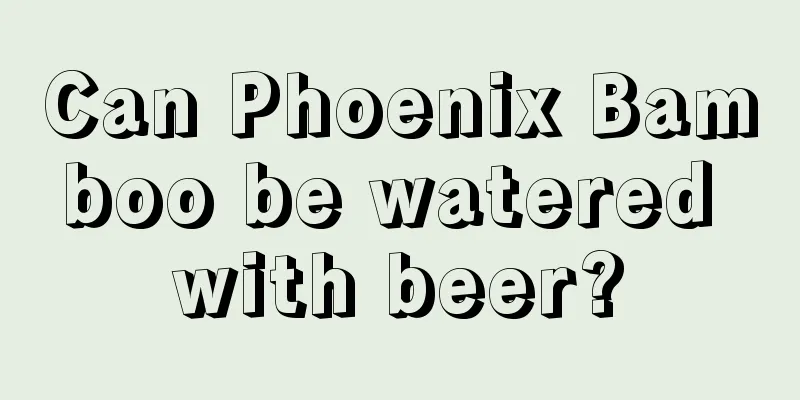 Can Phoenix Bamboo be watered with beer?