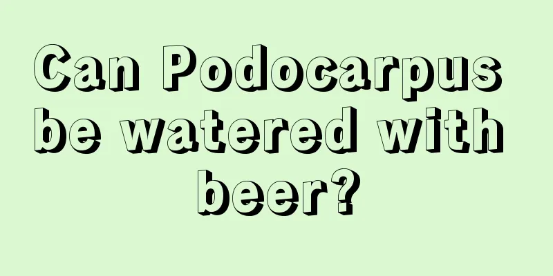 Can Podocarpus be watered with beer?