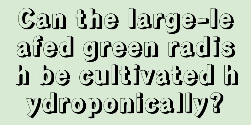 Can the large-leafed green radish be cultivated hydroponically?