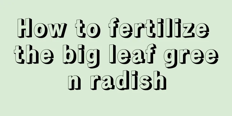 How to fertilize the big leaf green radish