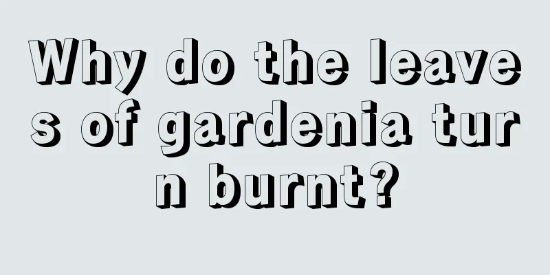 Why do the leaves of gardenia turn burnt?