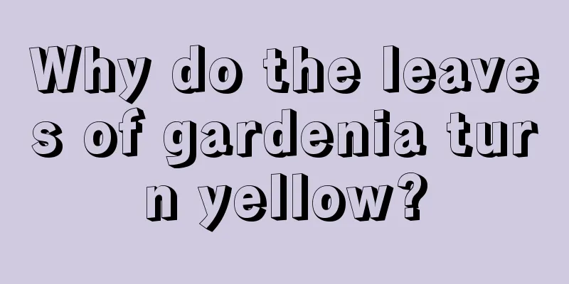 Why do the leaves of gardenia turn yellow?