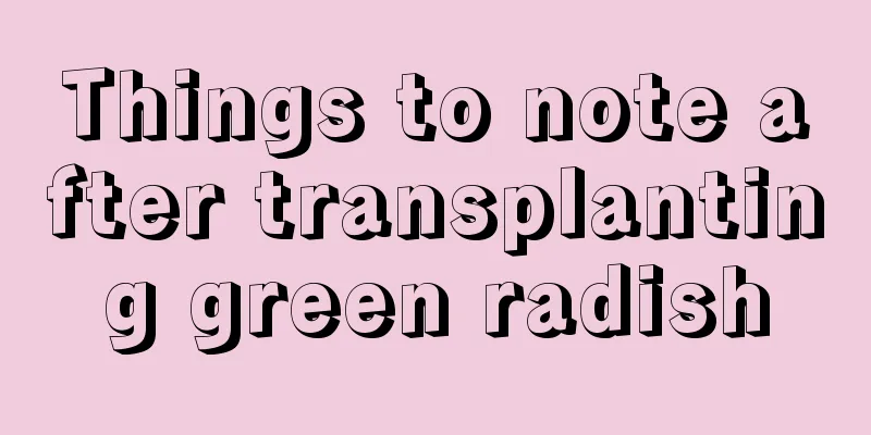 Things to note after transplanting green radish