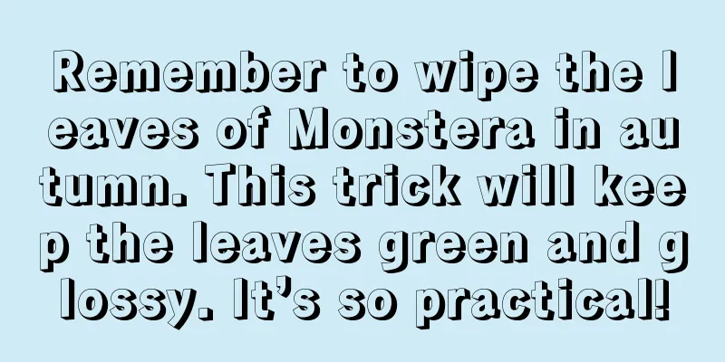 Remember to wipe the leaves of Monstera in autumn. This trick will keep the leaves green and glossy. It’s so practical!