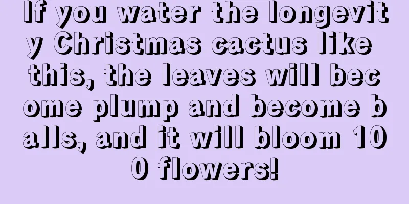 If you water the longevity Christmas cactus like this, the leaves will become plump and become balls, and it will bloom 100 flowers!