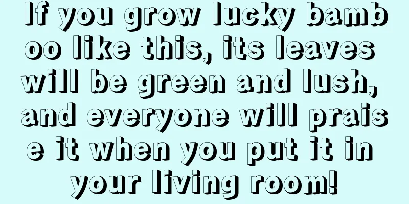 If you grow lucky bamboo like this, its leaves will be green and lush, and everyone will praise it when you put it in your living room!