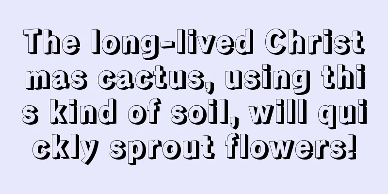 The long-lived Christmas cactus, using this kind of soil, will quickly sprout flowers!