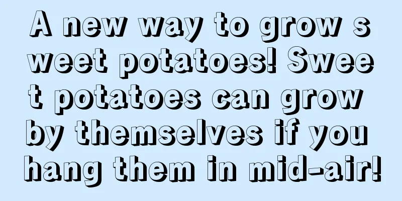 A new way to grow sweet potatoes! Sweet potatoes can grow by themselves if you hang them in mid-air!