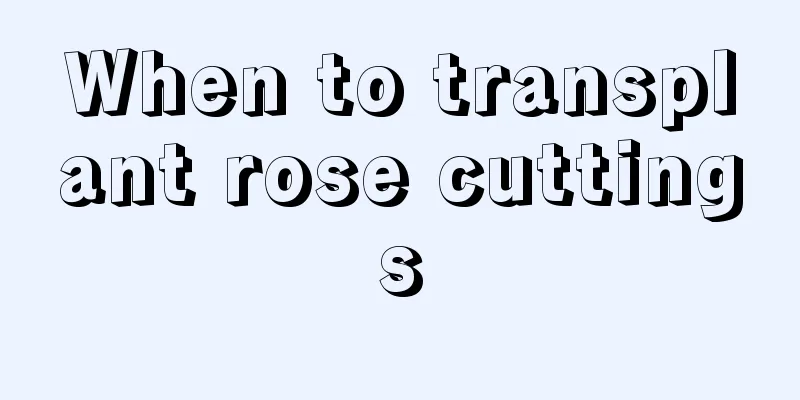 When to transplant rose cuttings