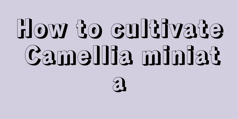 How to cultivate Camellia miniata