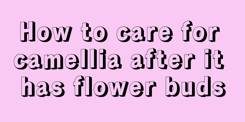 How to care for camellia after it has flower buds