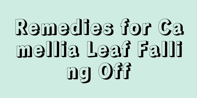 Remedies for Camellia Leaf Falling Off