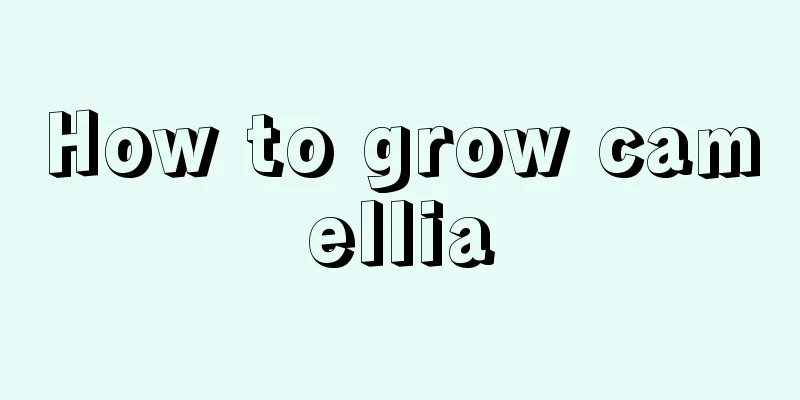 How to grow camellia