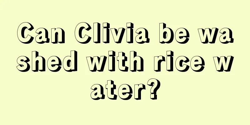 Can Clivia be washed with rice water?