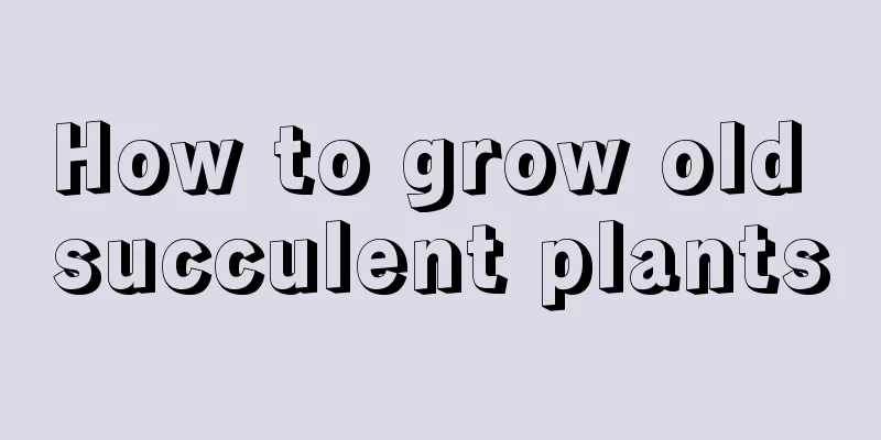 How to grow old succulent plants