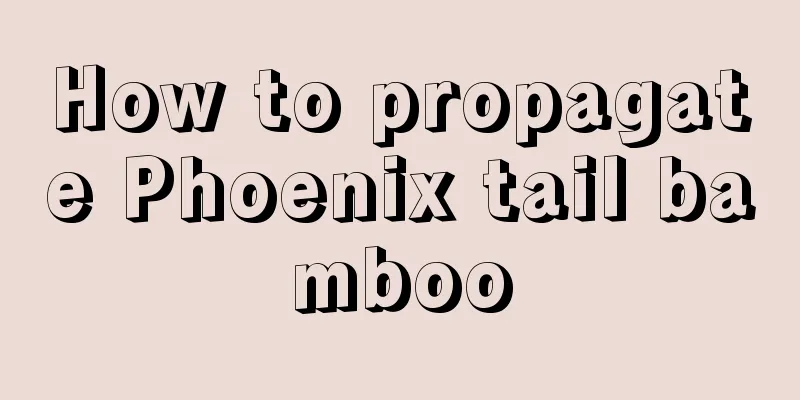 How to propagate Phoenix tail bamboo