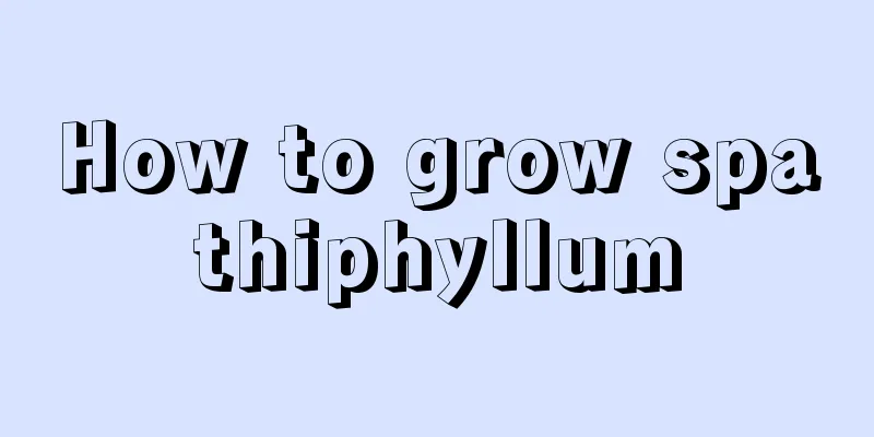 How to grow spathiphyllum