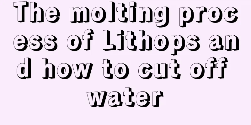 The molting process of Lithops and how to cut off water