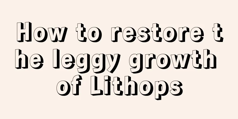 How to restore the leggy growth of Lithops