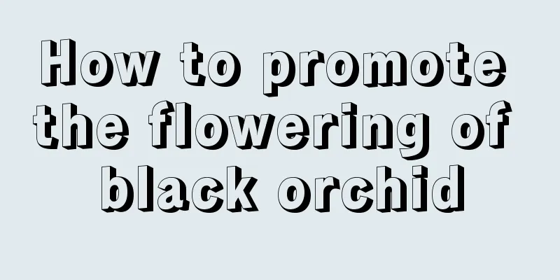 How to promote the flowering of black orchid