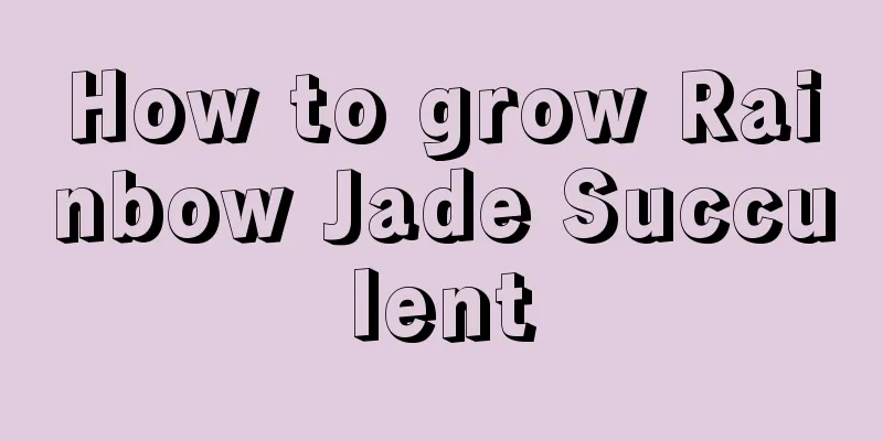 How to grow Rainbow Jade Succulent