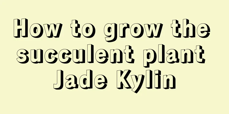 How to grow the succulent plant Jade Kylin