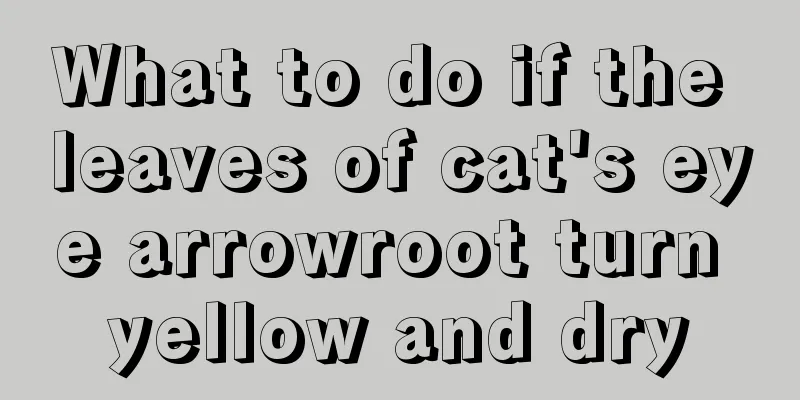 What to do if the leaves of cat's eye arrowroot turn yellow and dry