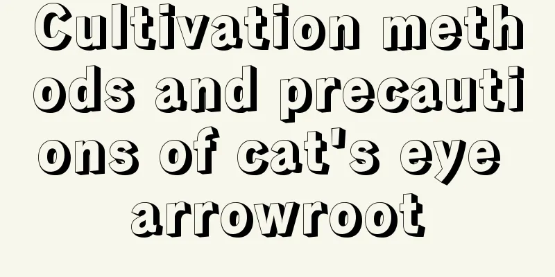 Cultivation methods and precautions of cat's eye arrowroot